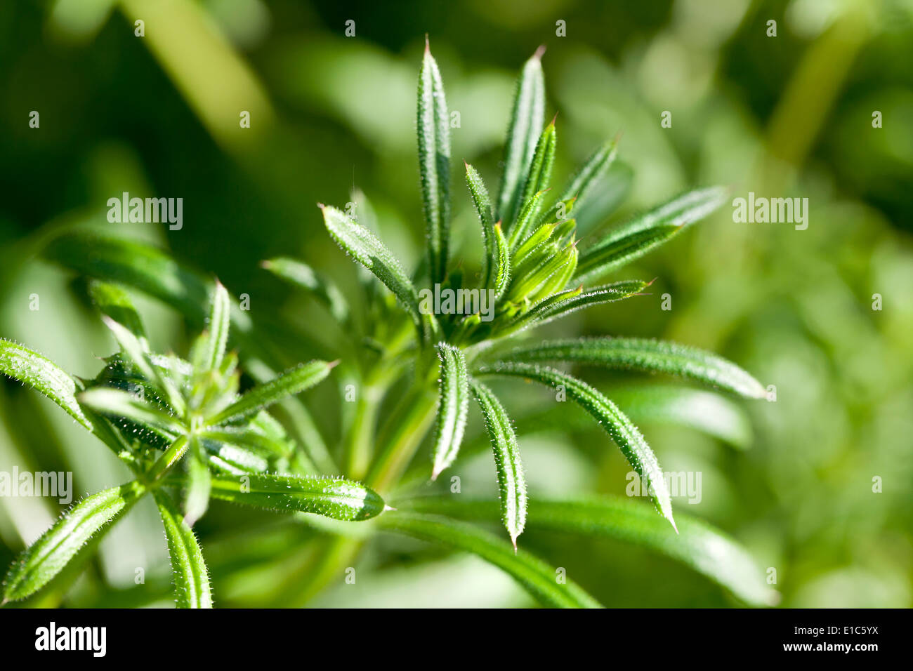 Goose grass Stockfoto
