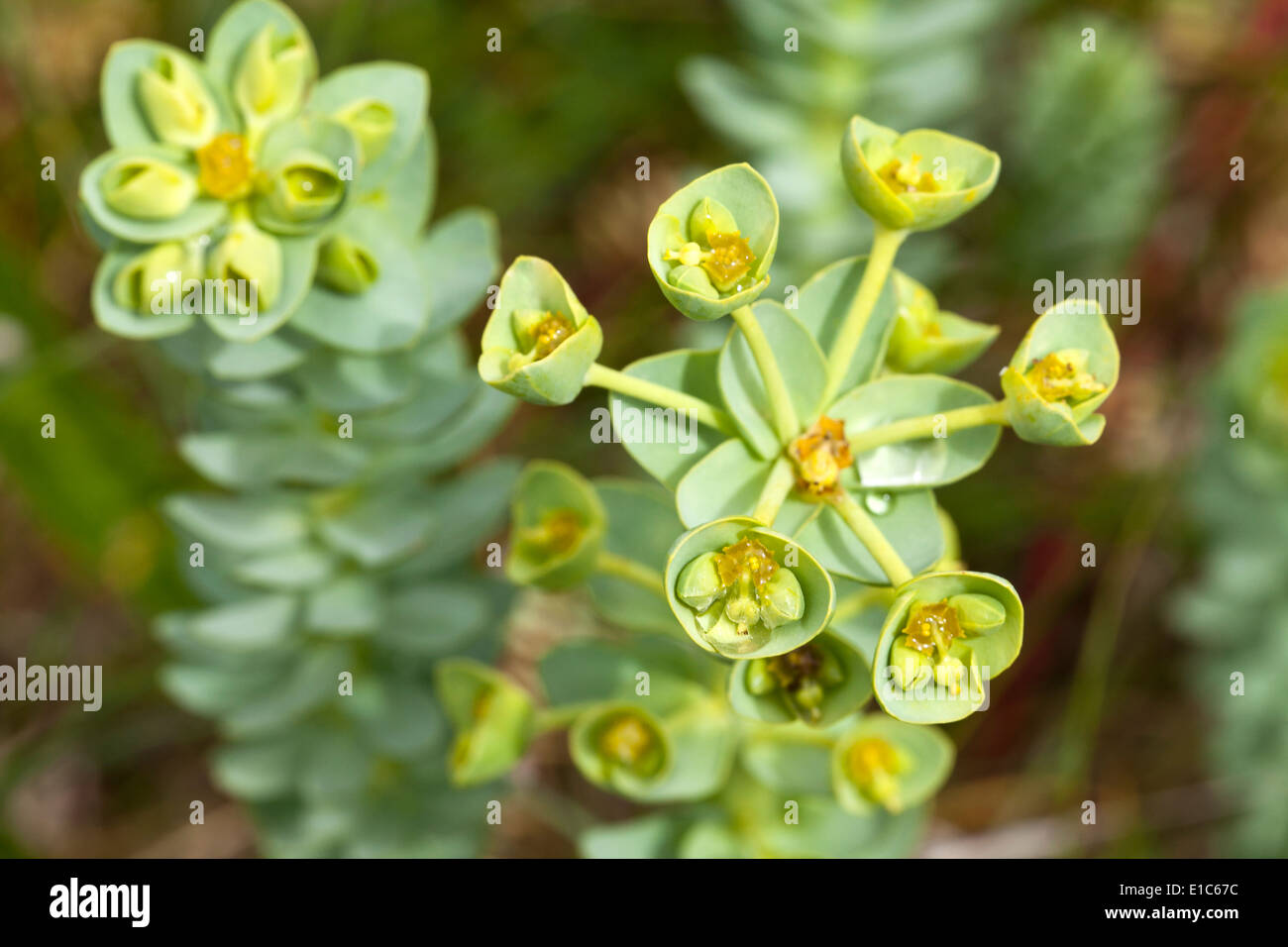 Myrtle Spurge Stockfoto