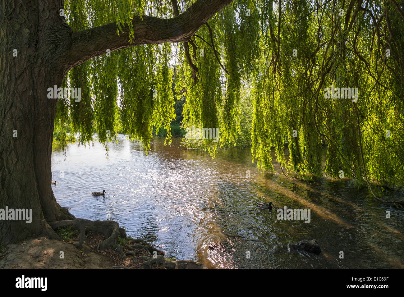 Fluss-Maulwurf, Cobham, Surrey, England, UK mit Sonnenschein durch die alte Trauerweide Baum und Enten Stockfoto