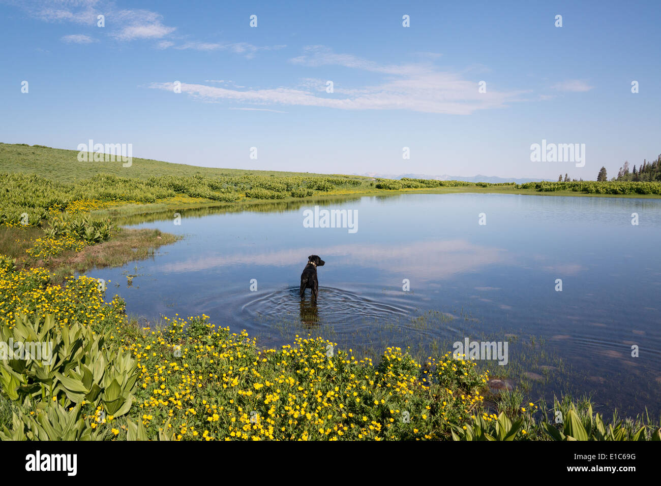 Ein schwarzer Labrador Hund Paddeln im Wasser des Sees. Stockfoto