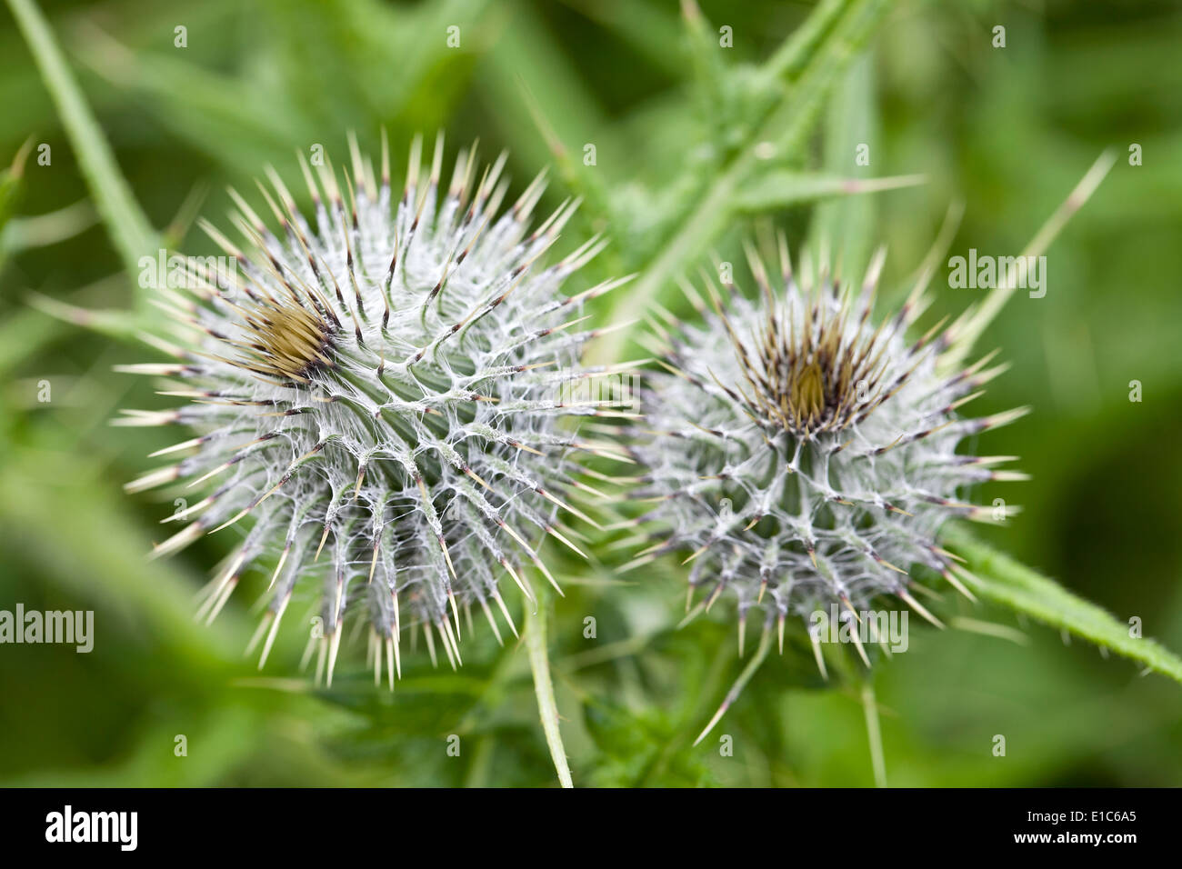 Kratzdistel Stockfoto