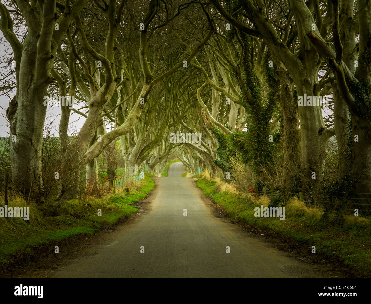 Irland - dunkle Hecken - einer berühmten magischen Bäumen gesäumten Straße nahe Ballymoney, County Antrim, Nordirland, Vereinigtes Königreich Stockfoto