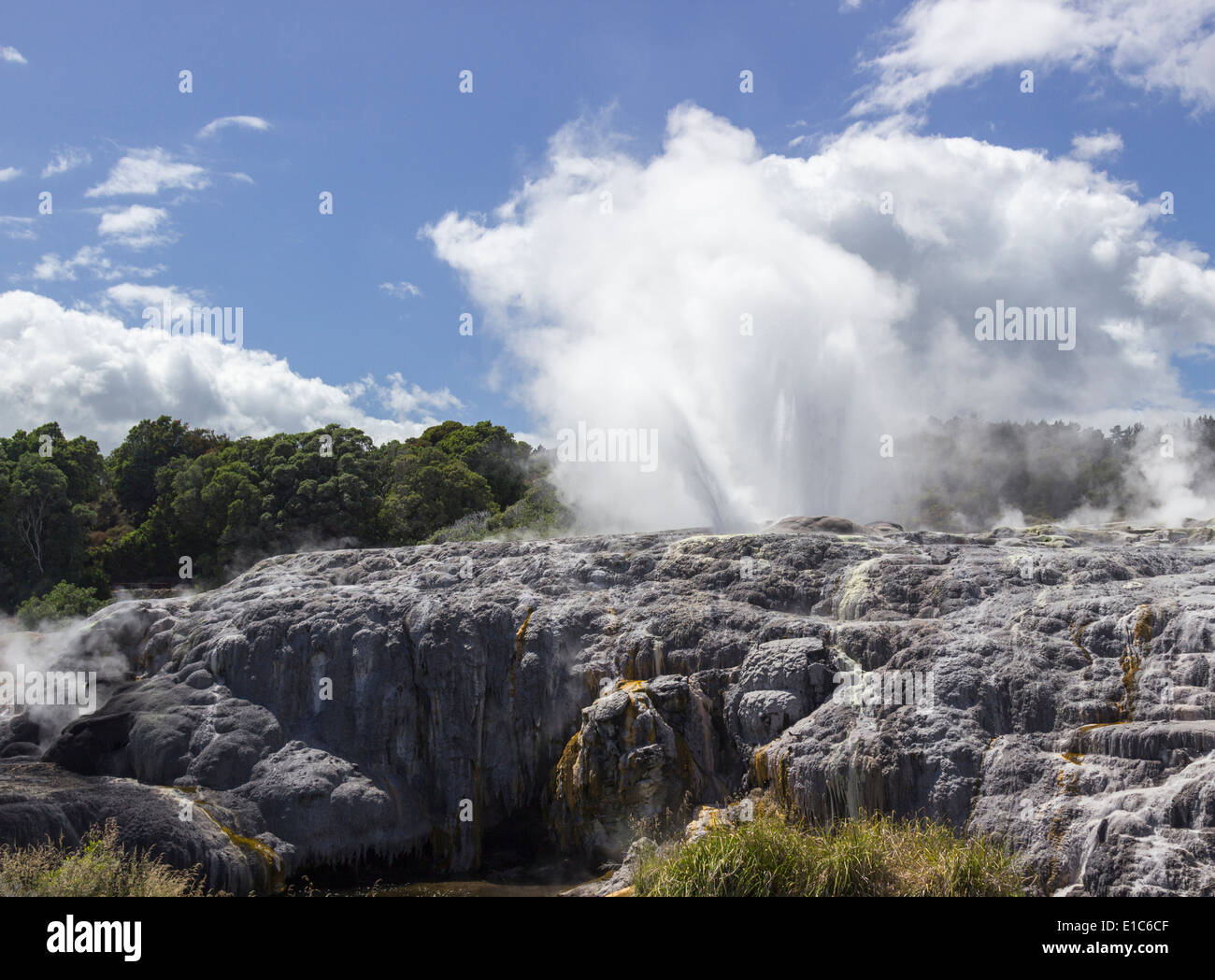 Pohutu Geysir in Whakarewarewa geothermische Gebiet, Rotorua, Taupo Volcanic Zone, New Zealand Stockfoto