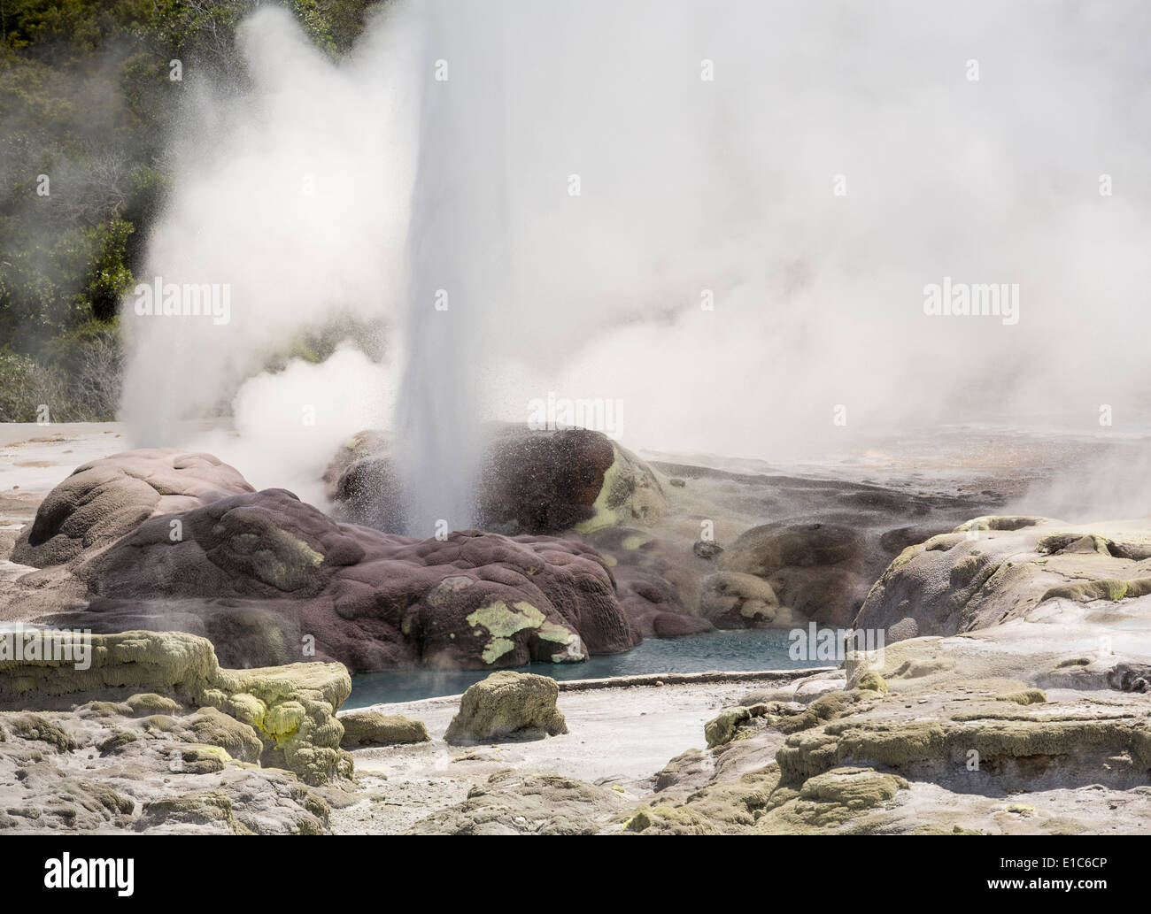 Geysir ausbrechen in Whakarewarewa geothermische Gebiet, Rotorua, Taupo Volcanic Zone, New Zealand Stockfoto