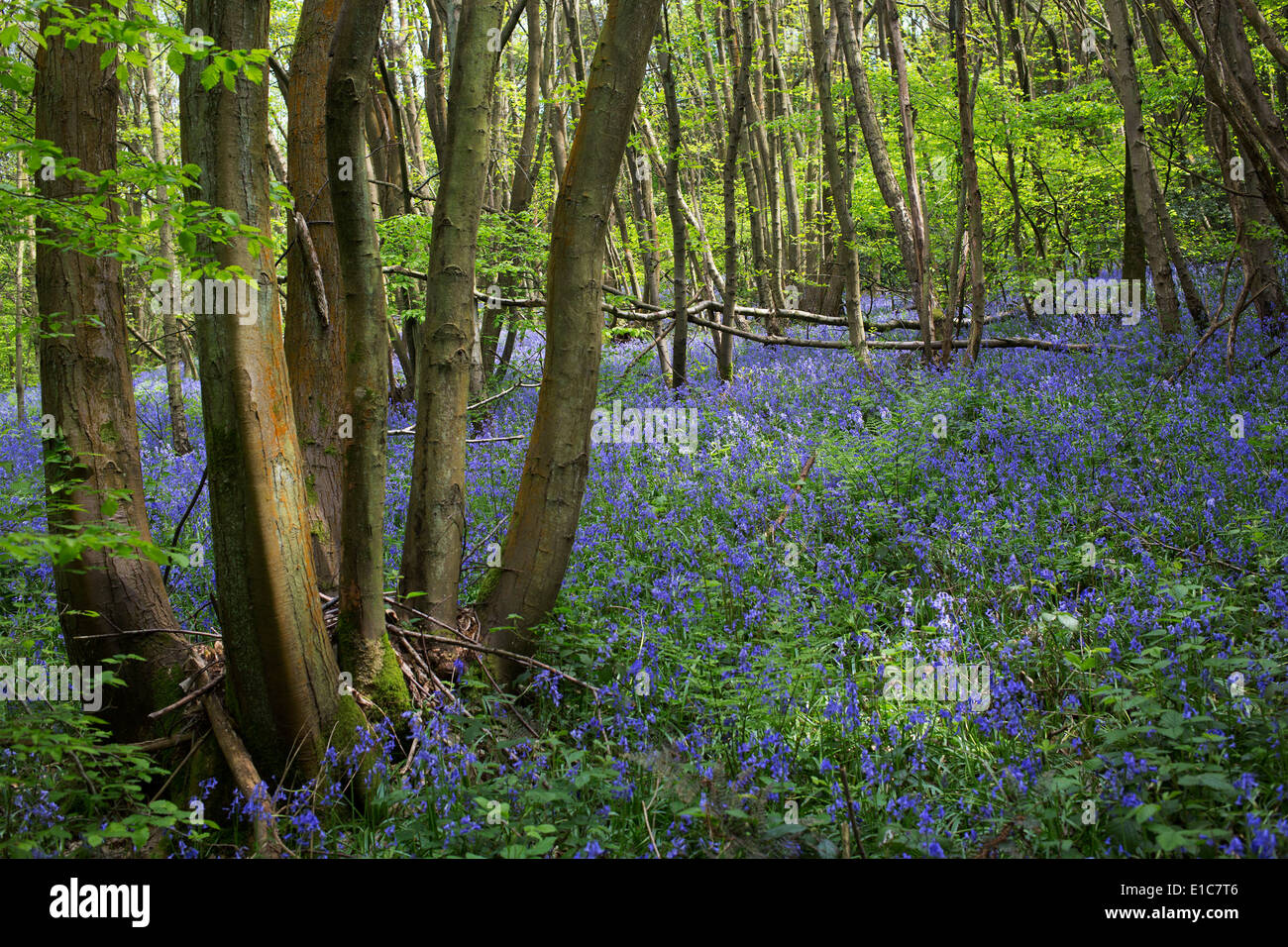 Glockenblumen in Wäldern in Surrey in der Nähe von Otford. Diesen Frühlingsblumen bedecken den Waldboden jedes Jahr. VEREINIGTES KÖNIGREICH. Stockfoto