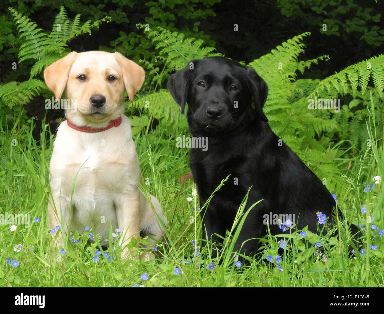 Yellow Labrador Retriever Pair Stockfotos Und Bilder Kaufen Alamy