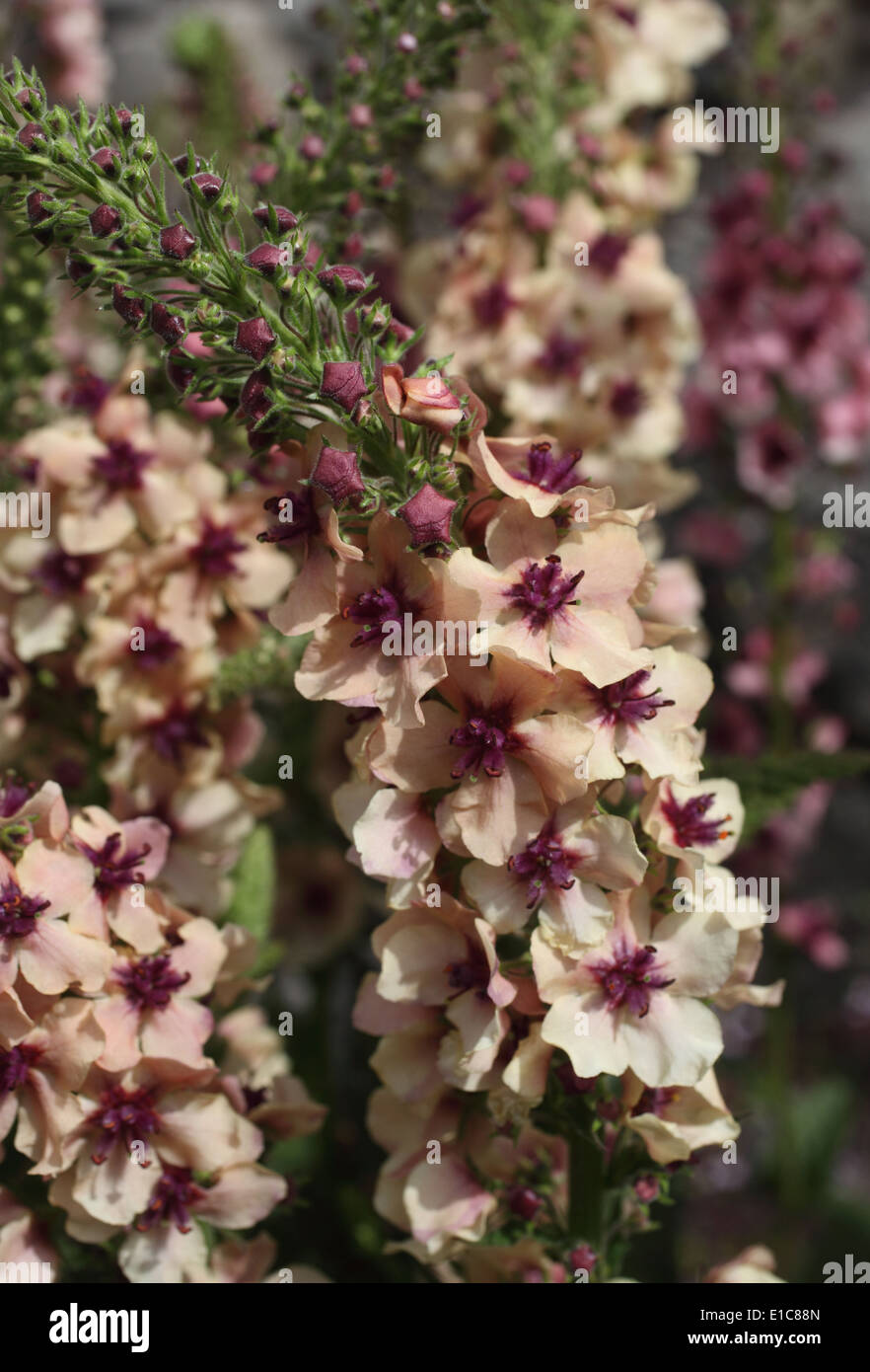 Verbascum "Southern Charm" Nahaufnahme von Blumen Stockfoto