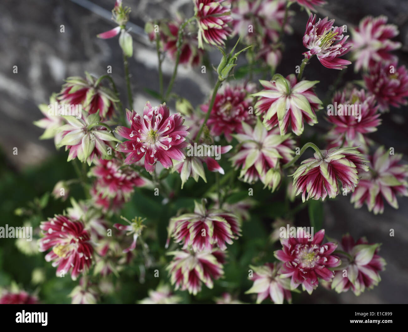 Astrantia große 'Rubra' Blumen hautnah Stockfoto