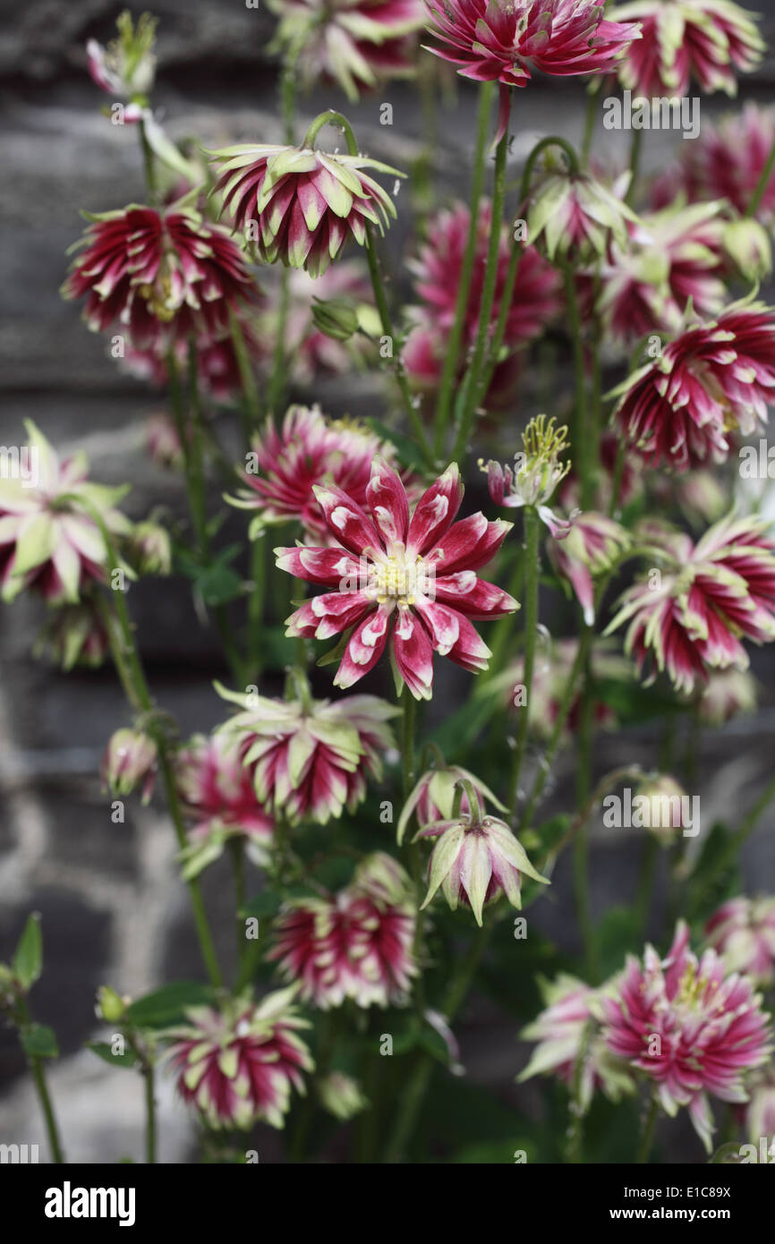 Astrantia 'Rubra'-Großanlagen in Blüte Stockfoto