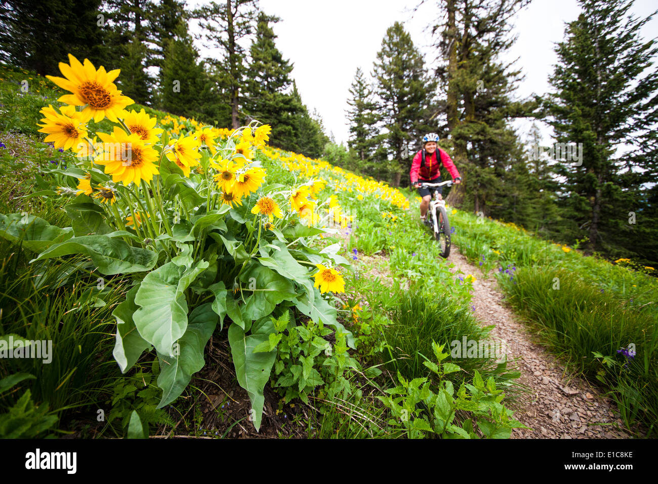 Out of Focus Frau Mountainbikes übergeben Balsalm Root in den Rattesnake-Bergen in der Nähe von Missoula, Montana. Stockfoto