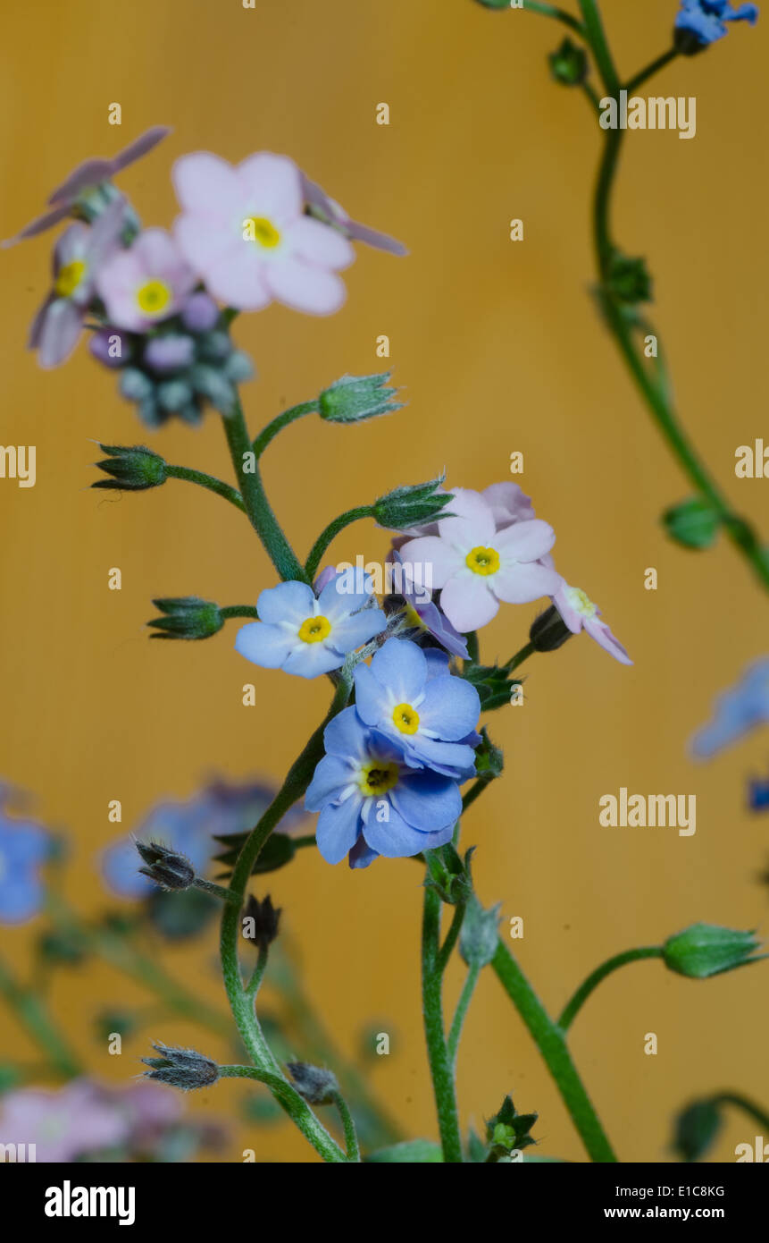 Nahaufnahme, vergessen-mich-Mot - kleine blaue und rosa Blüten Stockfoto