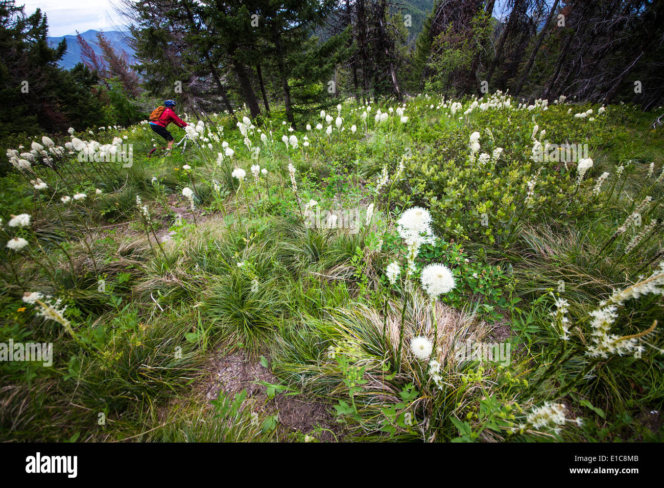 Eine Frau mountin biking durch Bear Grass in den Rattlesnake Bergen, in der Nähe von Missoula, Montana. Stockfoto