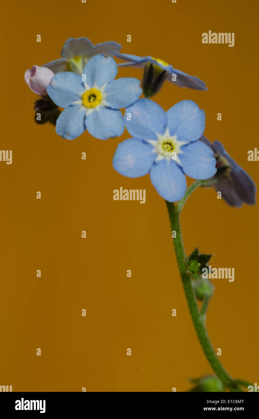 Nahaufnahme, vergessen-mich-Mot - kleine blaue und rosa Blüten Stockfoto