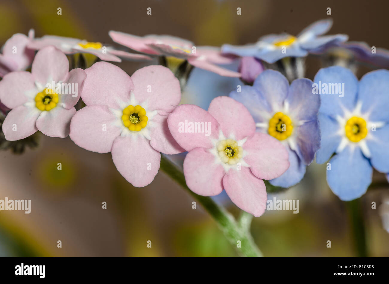 Nahaufnahme, vergessen-mich-Mot - kleine blaue und rosa Blüten Stockfoto