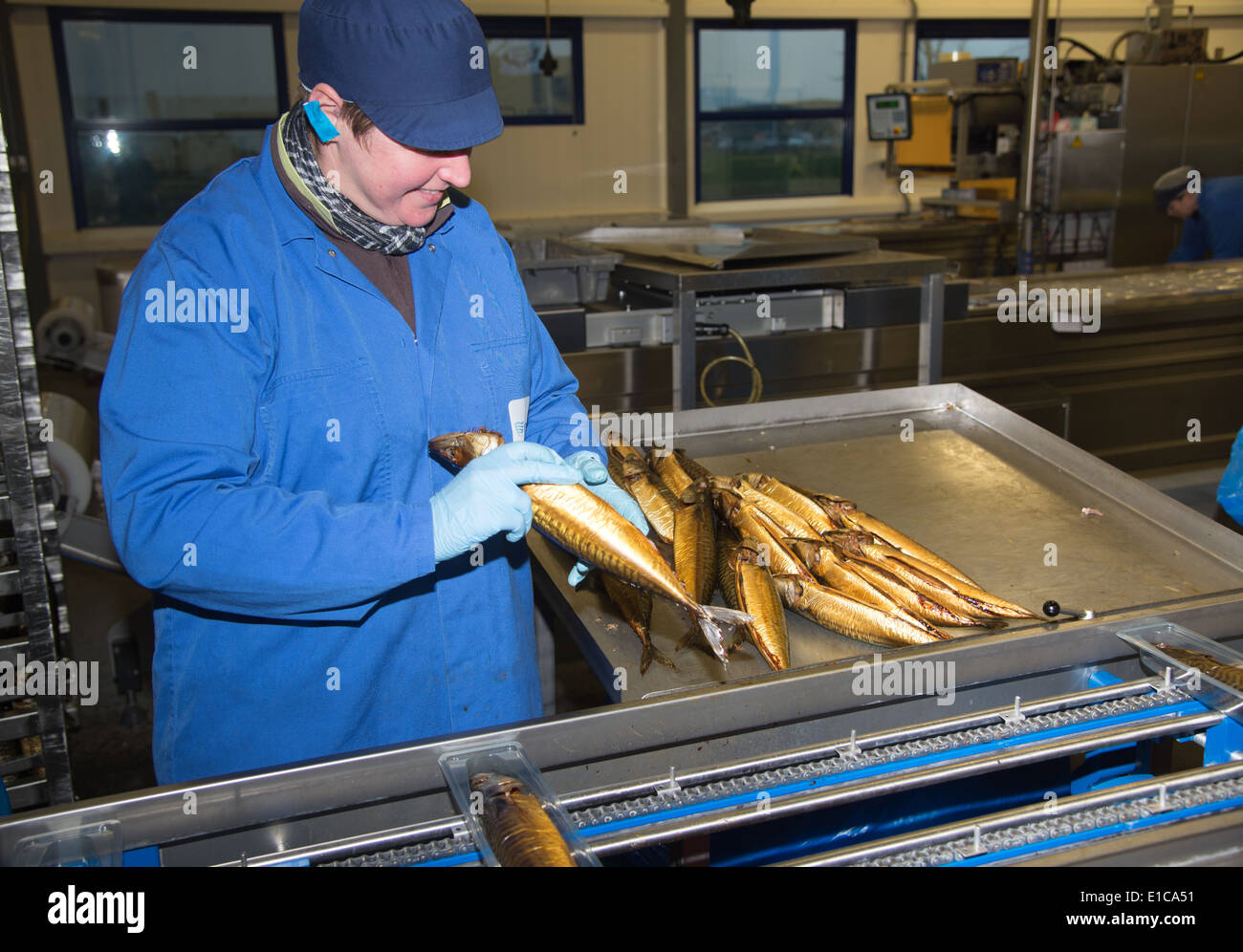 Personen auf eine Makrele Verpackungsfließband im Bereich Seafish in Urk, Niederlande Stockfoto
