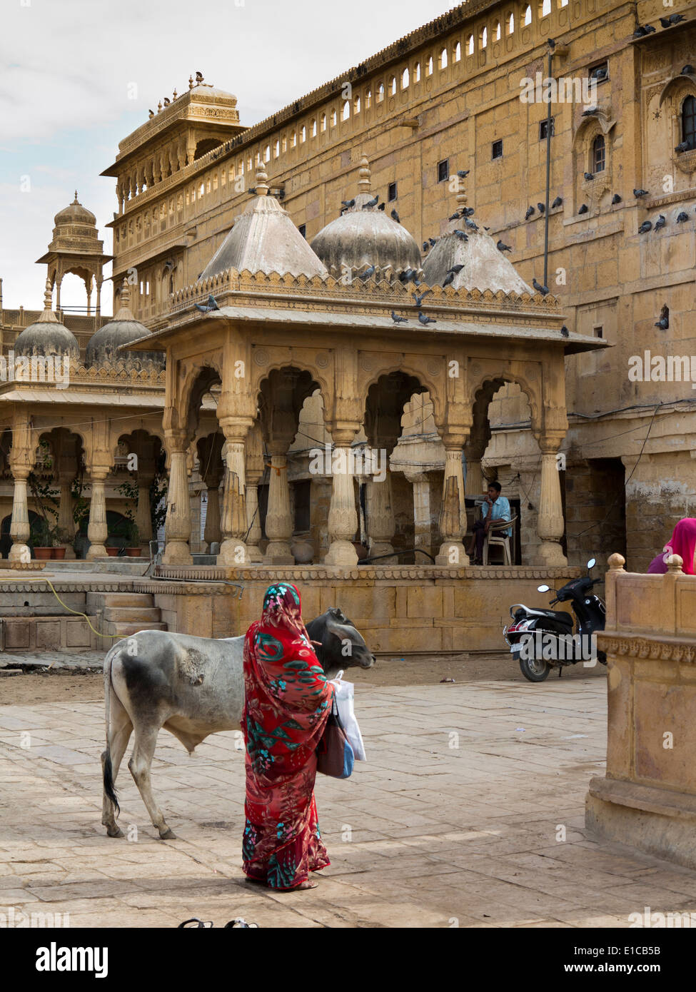 Indien, Rajasthan, Jaisalmer, Gandhi Chowk, Kühe im Mandir Palace Hotel Garten, Erbe zu Hause der ehemaligen Herrscher Stockfoto
