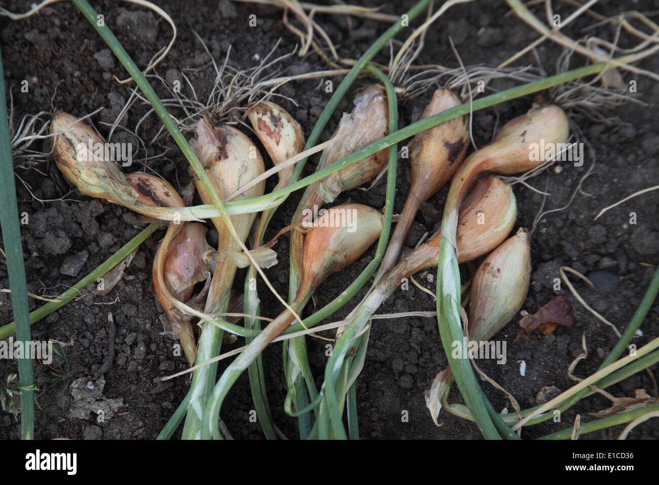Allium Cepa "Jermor" Schalotte reife Birnen austrocknen Stockfoto