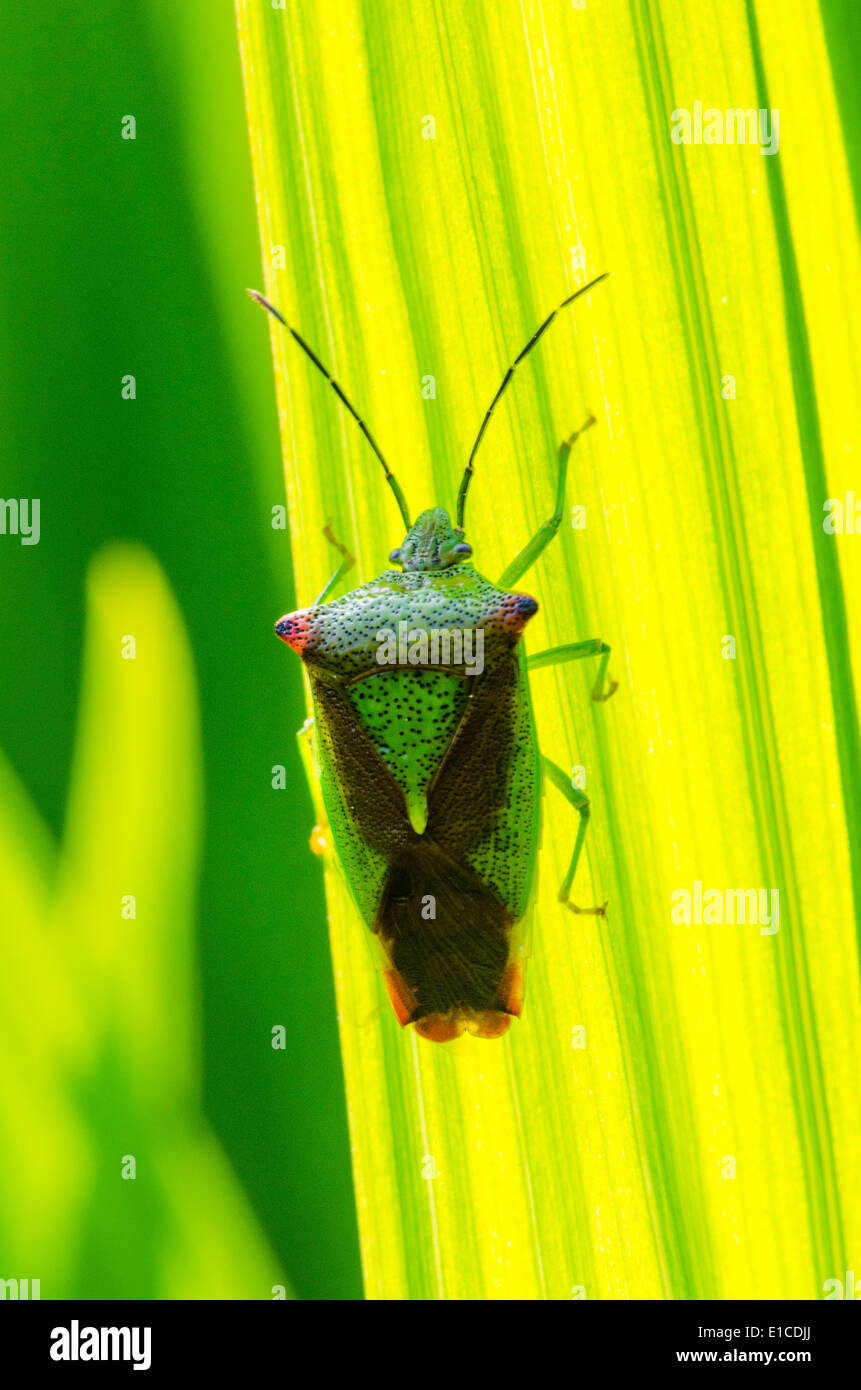 [Weißdorn Shieldbug] [Acanthosoma Haemorrhoidale] auf Reed Blatt. Sussex, UK. Mai Stockfoto