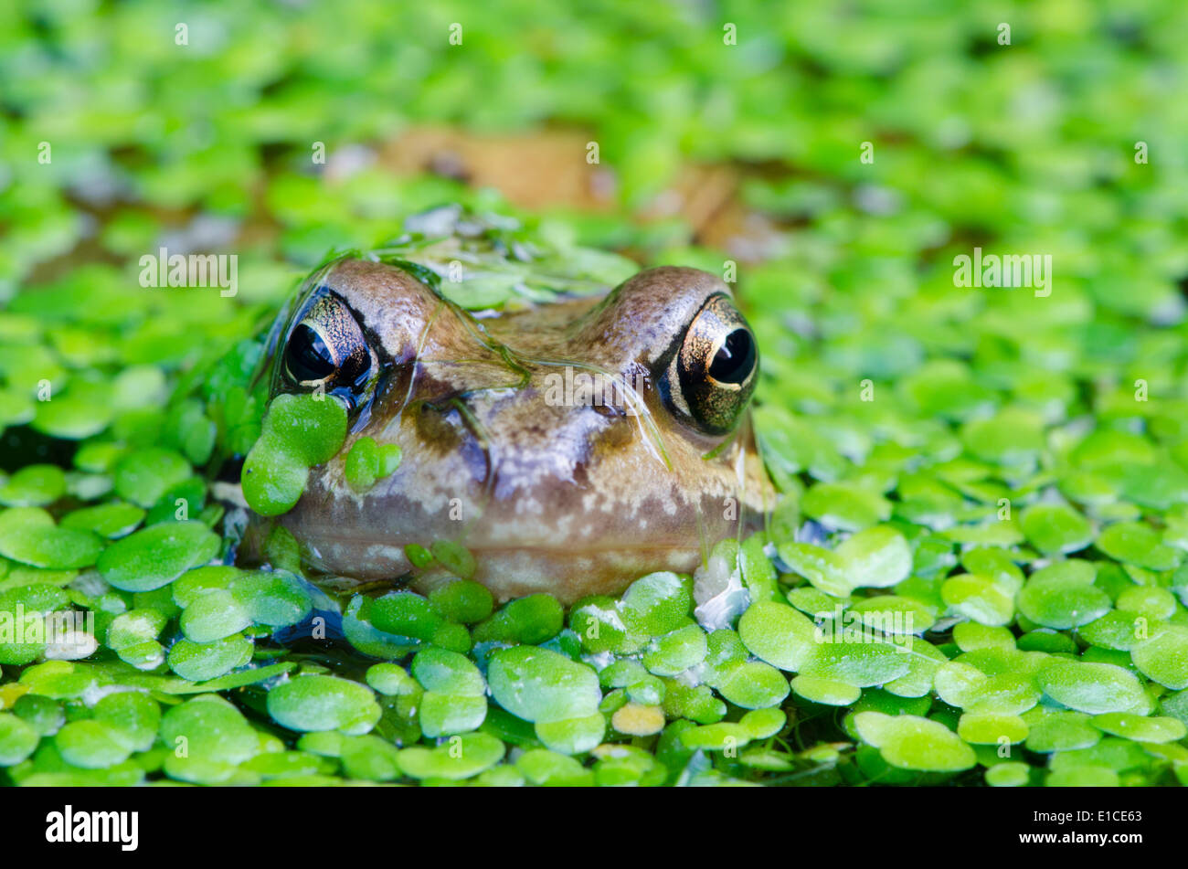 Grasfrosch (Rana Temporaria) im Teich voller Wasserlinsen ((Lemna Minuta). Sussex, UK Stockfoto