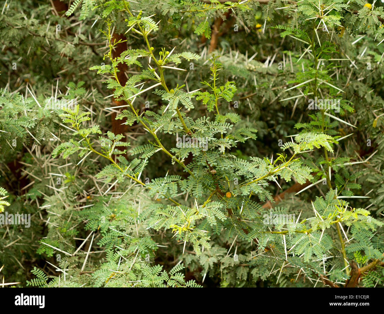 Detail eines Vachellia Farnesiana Busch mit Blättern und Dornen zeigen Stockfoto