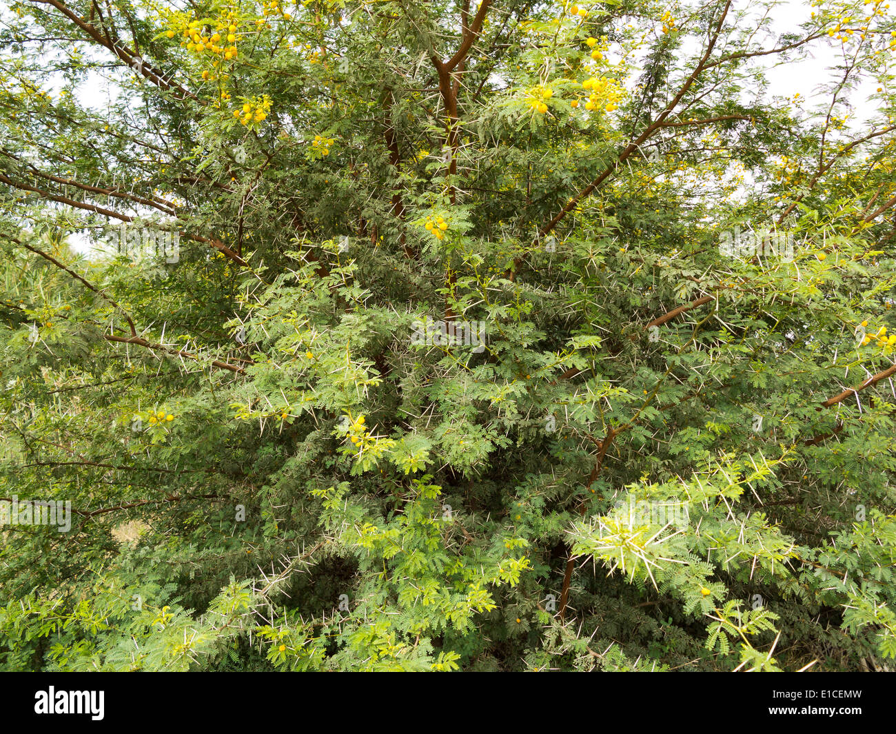 Detail eines Vachellia Farnesiana Busch mit gelben Blüten Stockfoto