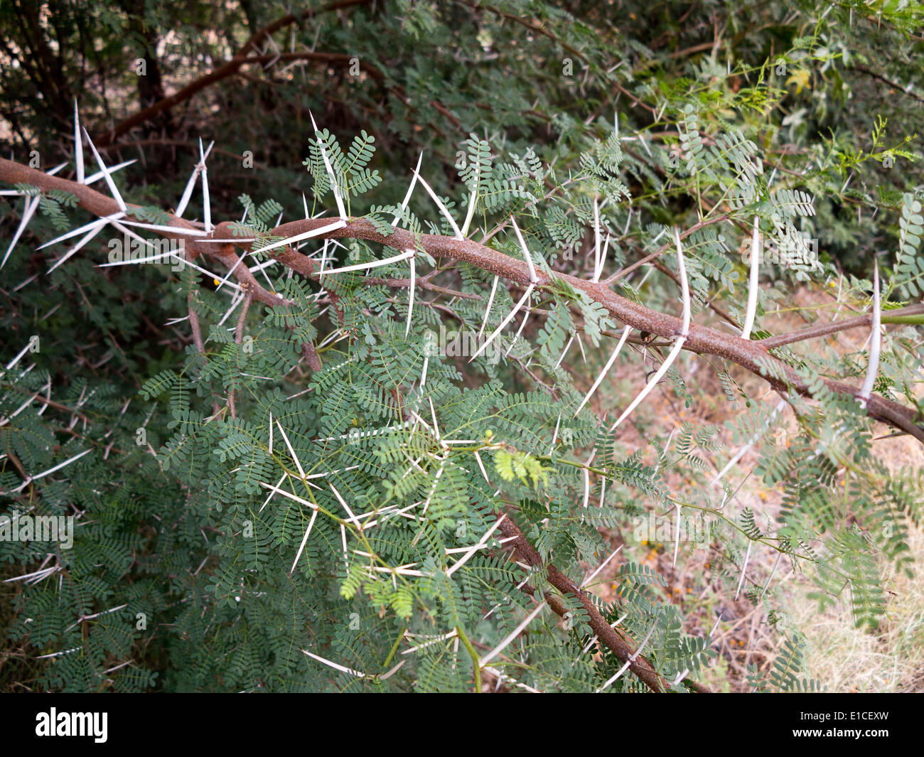 Detail einer Vachellia Farnesiana Busch zeigen Blätter und Stacheln Stockfoto