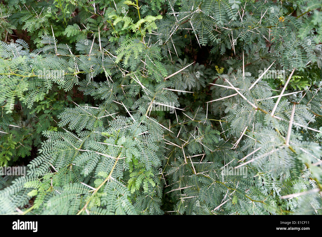 Detail eines Vachellia Farnesiana Busch zeigt Blätter und Stacheln Stockfoto