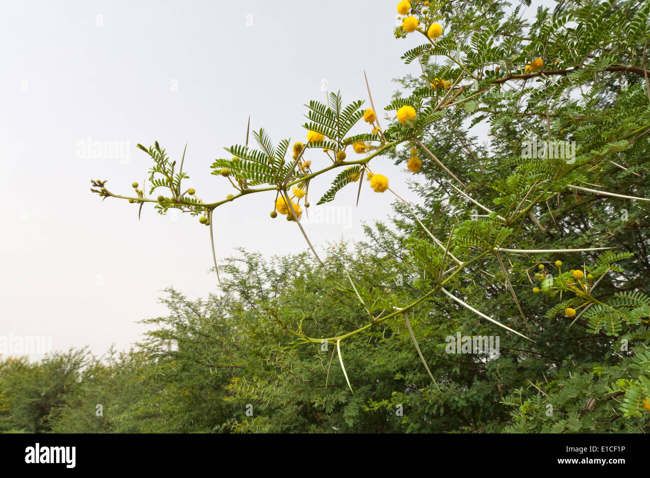 Detail eines Vachellia Farnesiana Busch mit gelben Blüten und Dornen Stockfoto