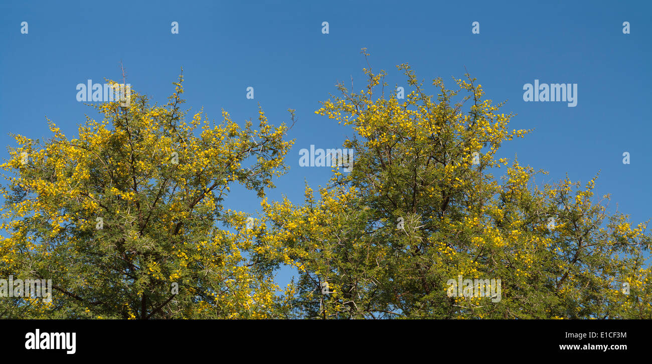 Panorama Detail eines Vachellia Farnesiana Busch mit gelben Blüten vor blauem Himmel Stockfoto