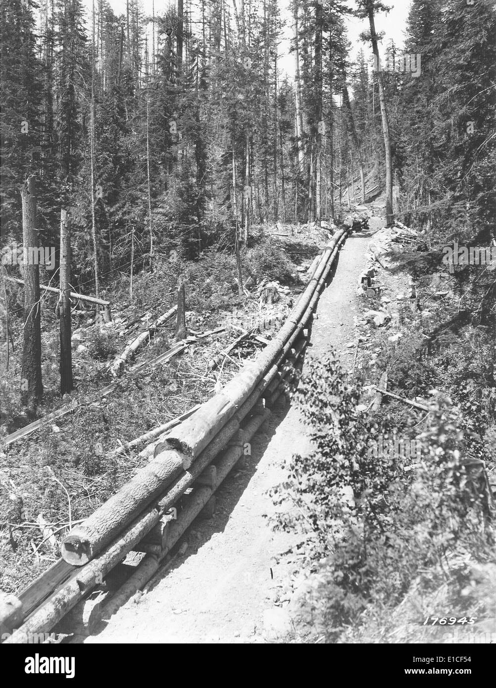 Eine spezifische Feldnummer, 99-8866, die mit einer wissenschaftlichen Studie oder einer ökologischen Forschung in Verbindung steht. Die Zahl entspricht wahrscheinlich den Daten, die im Rahmen eines Projekts im Zusammenhang mit der Bewirtschaftung von Wildtieren, dem Schutz von Wildtieren oder der Überwachung der biologischen Vielfalt gesammelt wurden, um wichtige Erkenntnisse innerhalb des Feldes zu verfolgen. Stockfoto