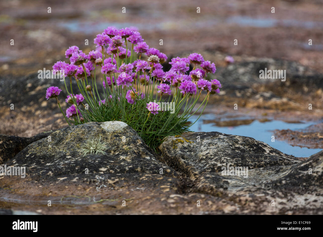 Sparsamkeit in der Gezeitenzone Inter in Fair Head County Antrim Nordirland wächst Stockfoto