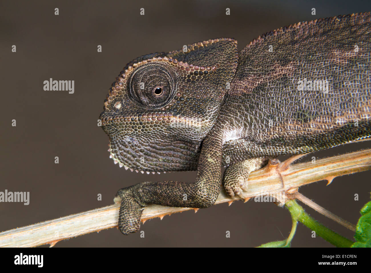 gemeinsamen Chamäleon oder mediterrane Chamäleon (Chamaeleo Chamaeleon) Porträt. Stockfoto