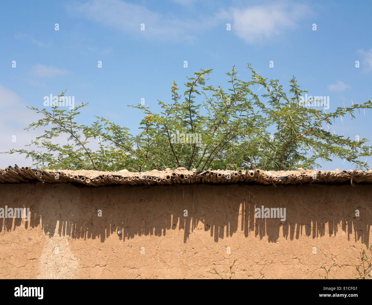 Akazie hinter und Lehmziegeln bauen mit Bambus Dach Überhang Schatten Muster an der Wand alle gegen einen blauen Himmel erstellen Stockfoto