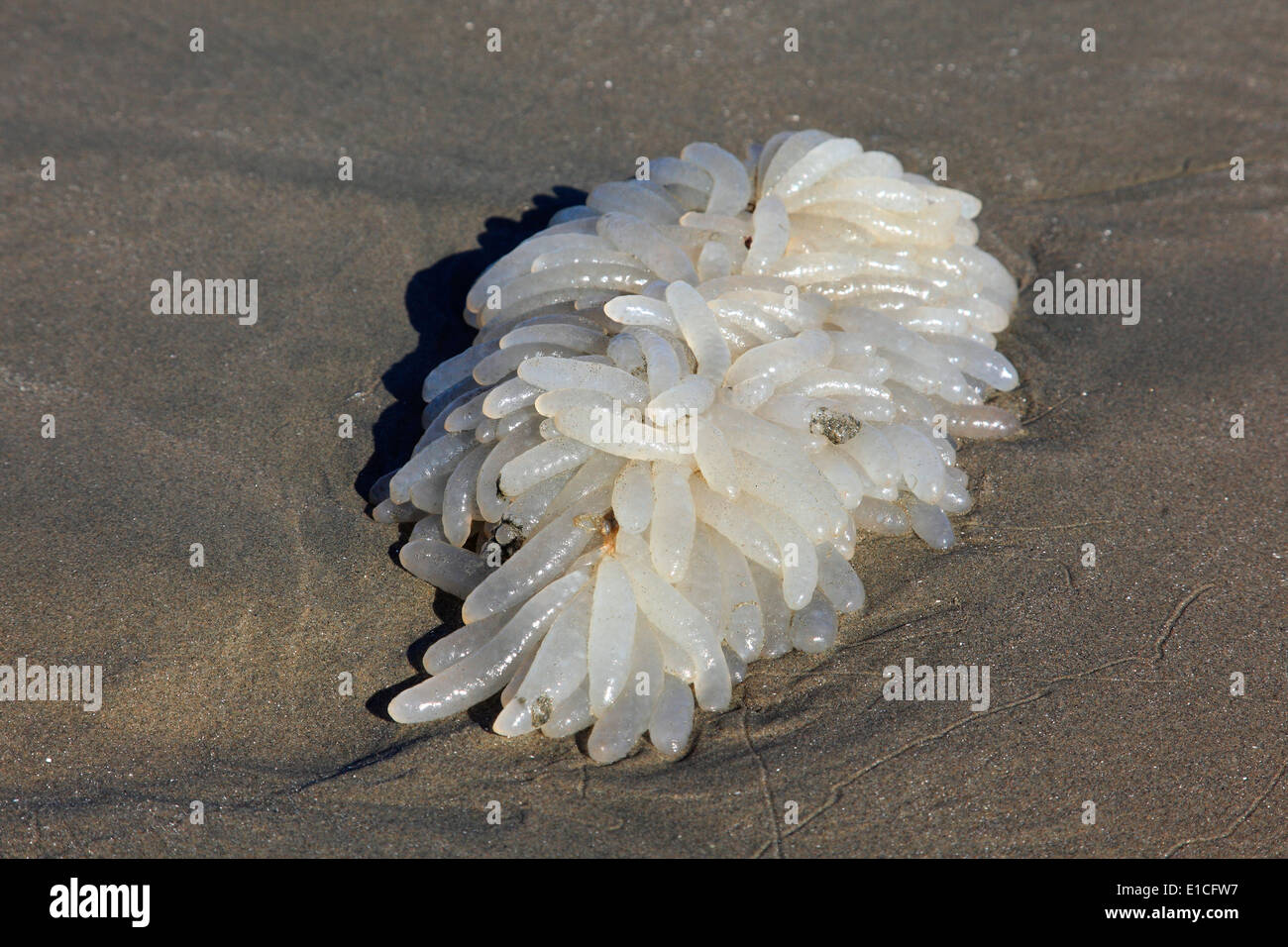 langen Strand bei Ebbe Stockfoto