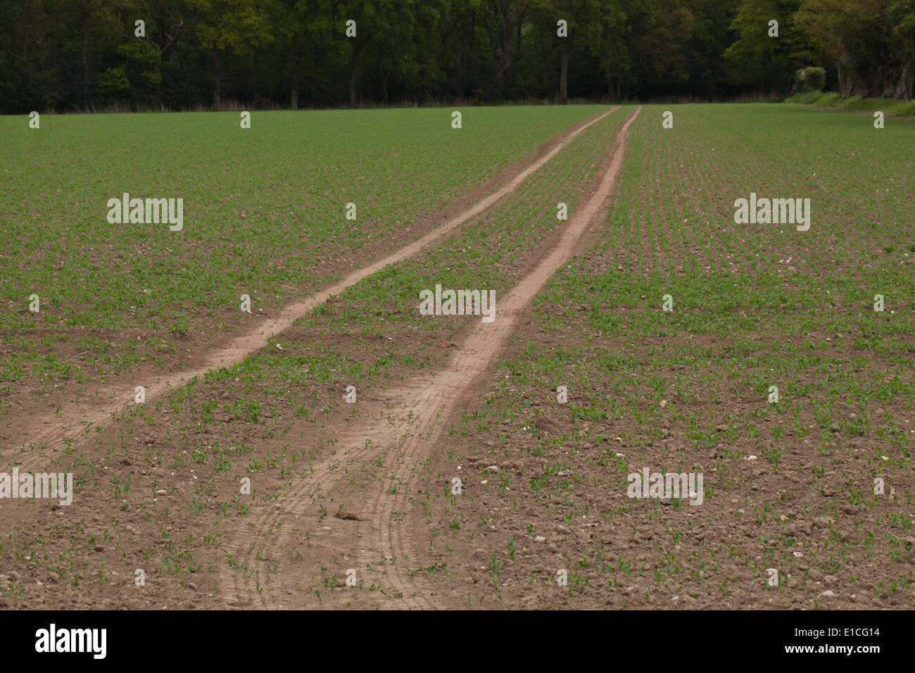 Straßenbahn Linie Zugang über ein Ackerkulturen Feld für landwirtschaftliche Fahrzeuge für wiederholte Anwendung chemischer Herbizide Insektizide. Stockfoto