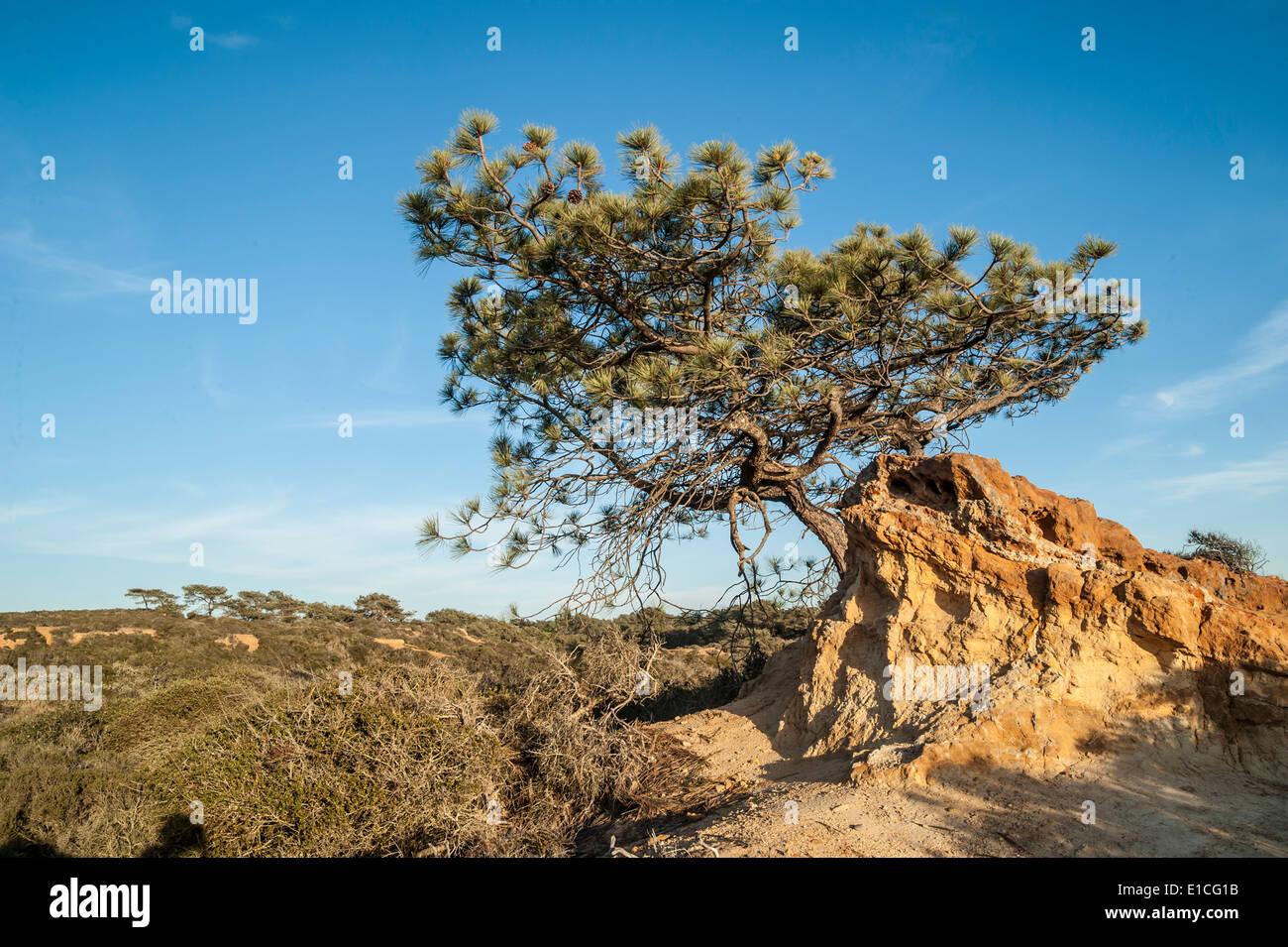 Erodierten Felsen mit Torry Pine Tree, Torry Pines State Park, La Jolla, Kalifornien Stockfoto