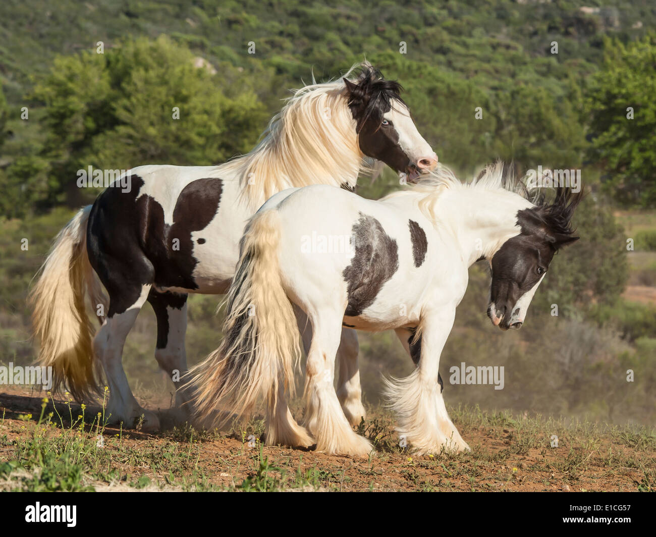 Gypsy Vanner Pferd Fohlen und Stute spielen Stockfoto
