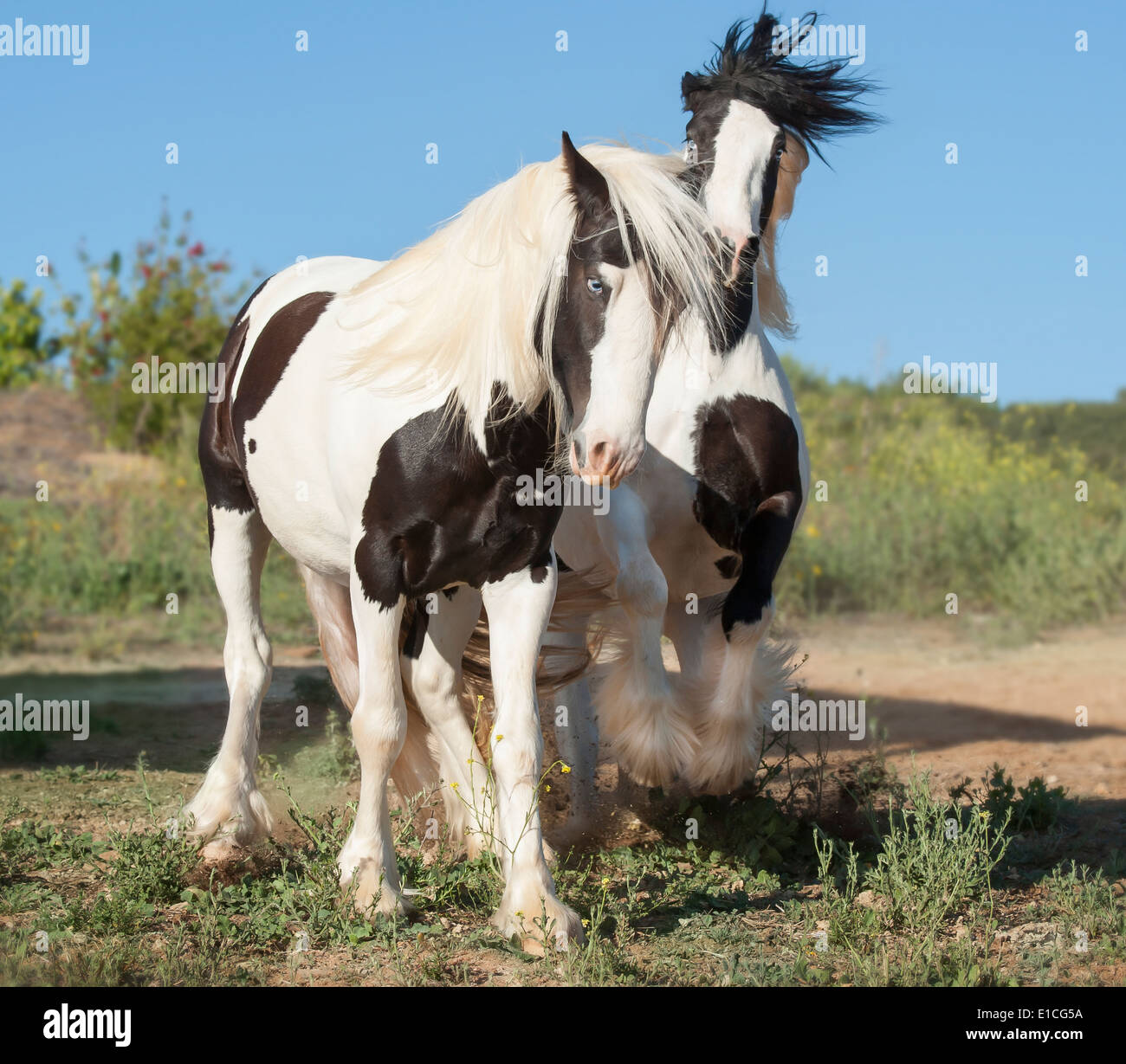 Gypsy Vanner Pferd Fohlen und Stute spielen Stockfoto