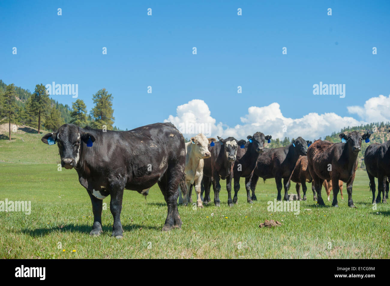 Herde von Rindern in Ost-Colorado Stockfoto