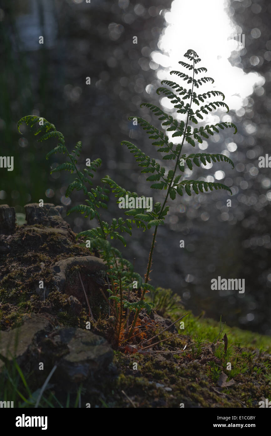 Buckler Farn (Dryopterus sp.). Einzelne Farn wächst neben Überreste eines Baumes Erlen (Alnus), stumpf. Ein Wedel Silhouette. Stockfoto