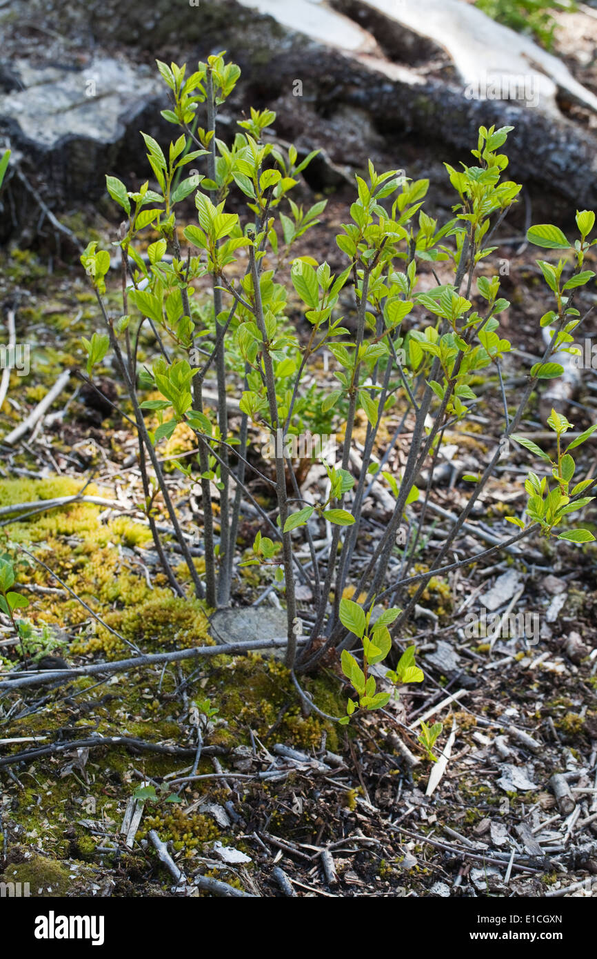 Erle alnus -Fotos und -Bildmaterial in hoher Auflösung – Alamy