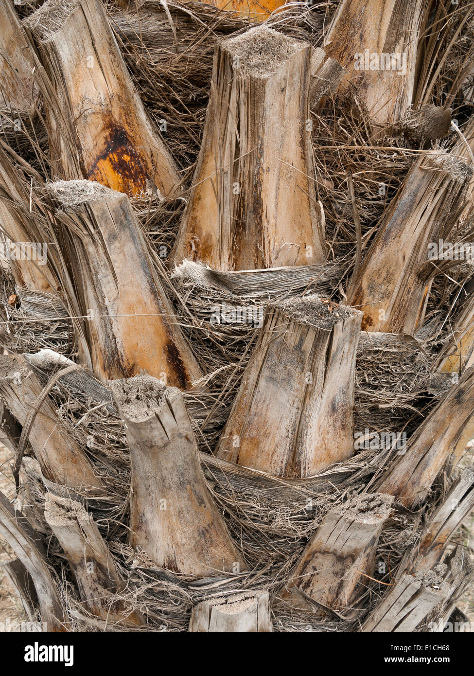 Detail der getrimmte Dattelpalme Baumstamm hautnah Stockfoto