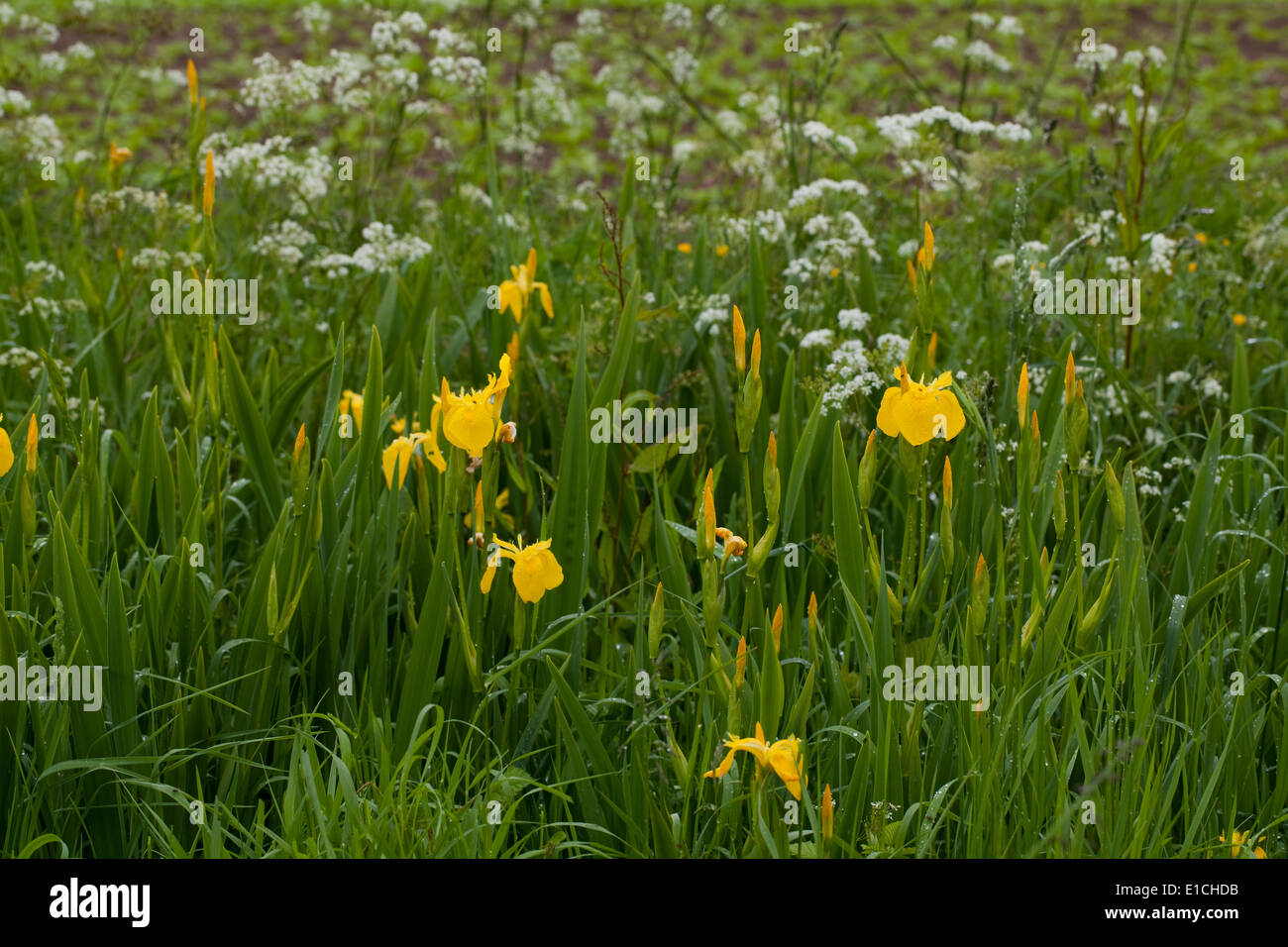 Gelbe iris im hochformat Fotos und Bildmaterial in hoher Auflösung
