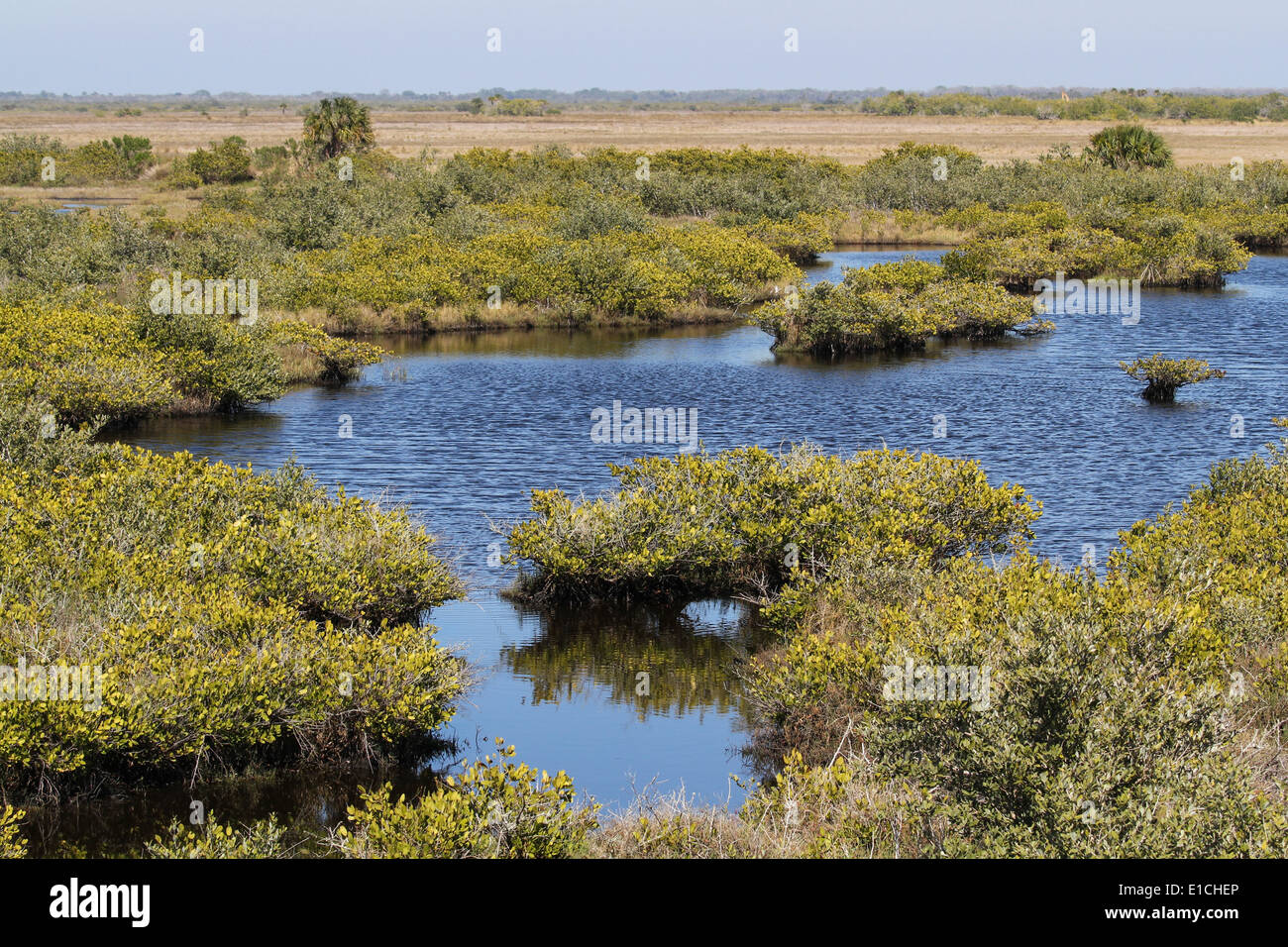 Florida-Feuchtgebiet Stockfoto