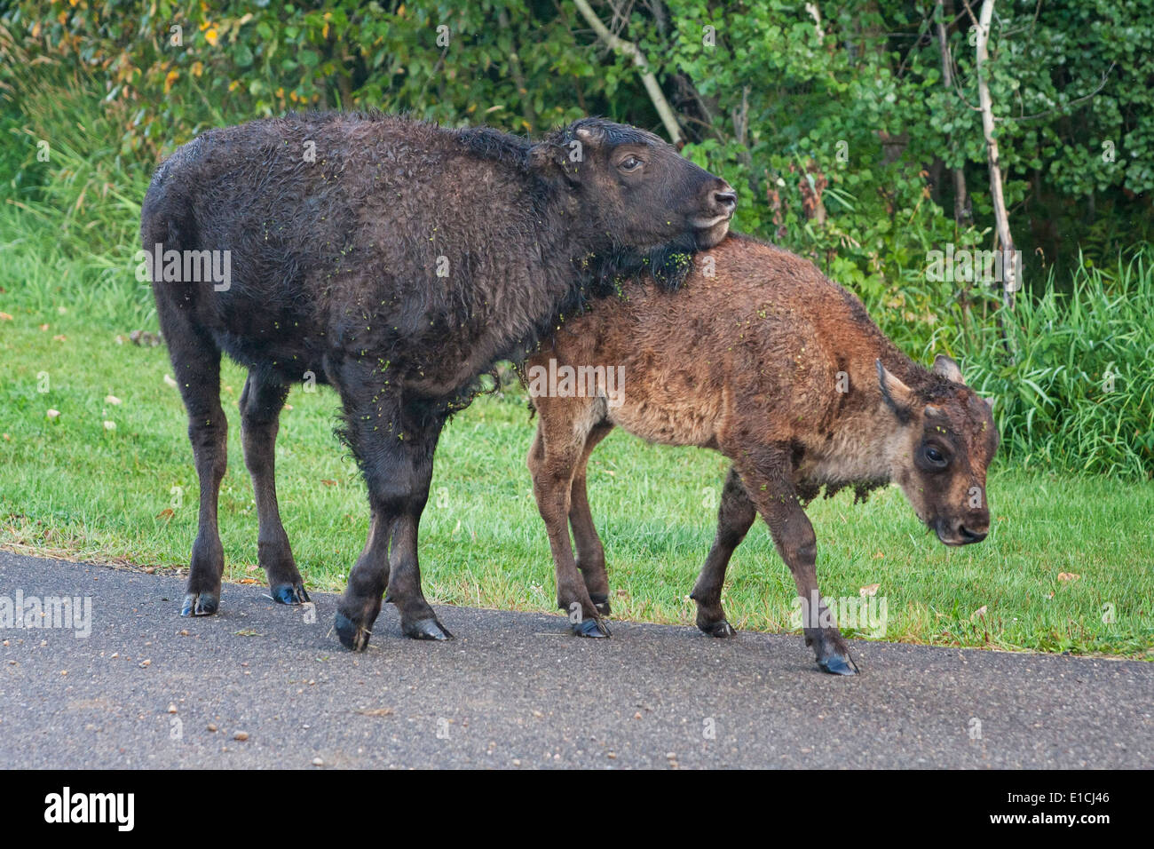 Auf einer Straße stehen zwei Bison Kälber. Stockfoto