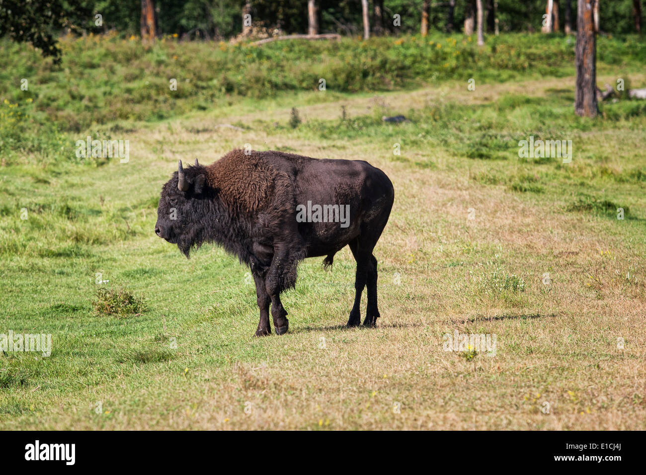 Ein Bison Bulle steht auf einer Wiese im Elk Island National Park. Stockfoto