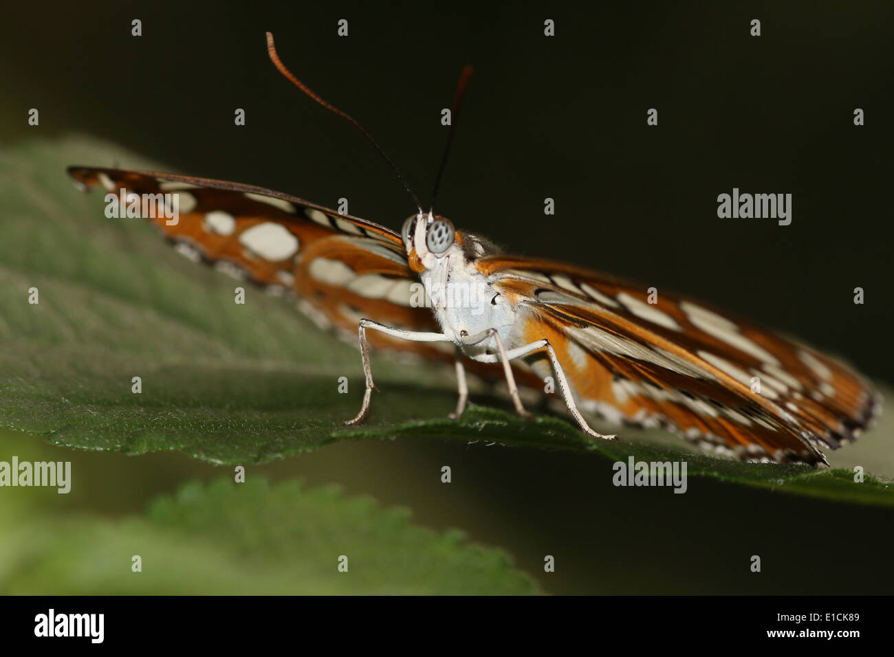 Gemeinsamen Sergeant Schmetterling (Athyma Perius) Stockfoto