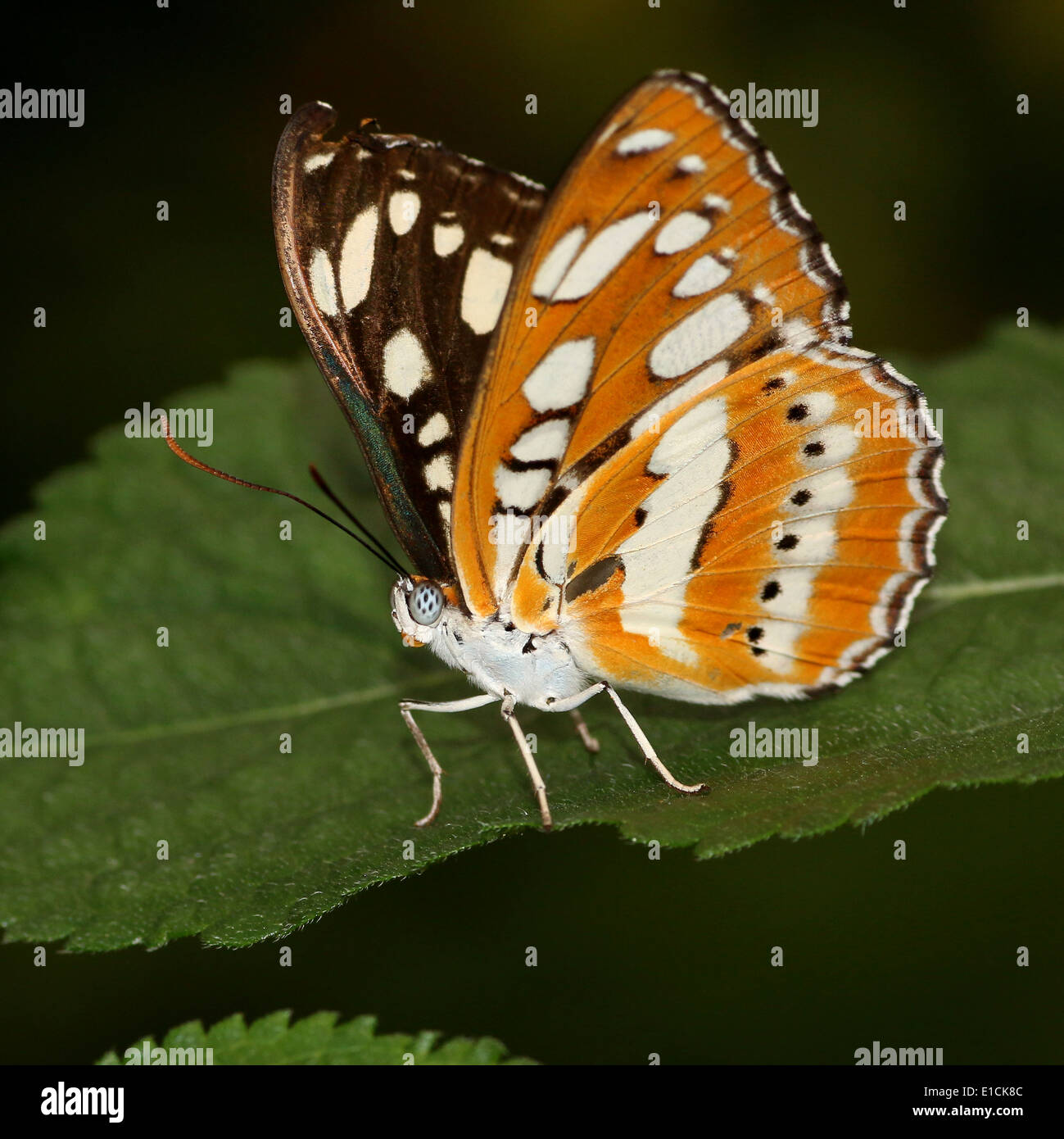 Gemeinsamen Sergeant Schmetterling (Athyma Perius) Stockfoto
