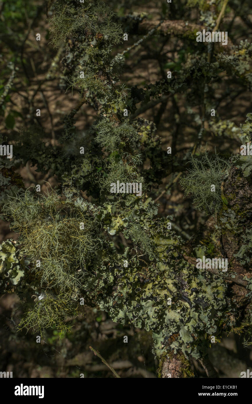Detail der Flechten auf Zweigen eines Baumes (von allen Konten ein Zeichen für eine saubere Atmosphäre). Stockfoto