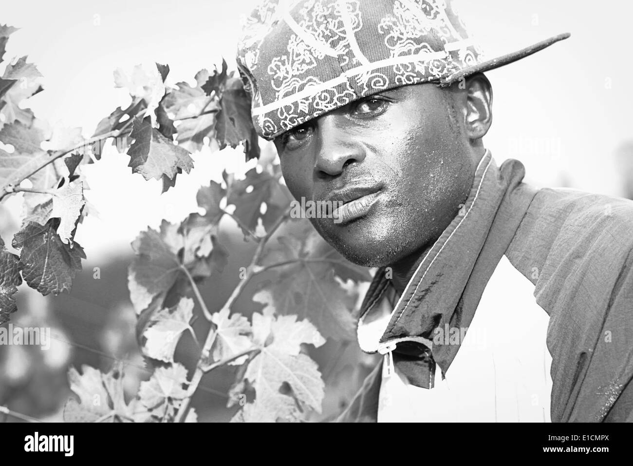 Die Ernte der Trauben auf einer Weinfarm in Elgin Valley, Südafrika Stockfoto